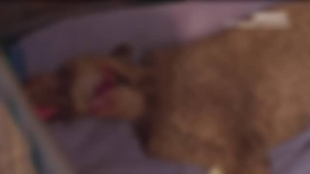 ANIMAUX tel qu’il est diffusé en ce moment