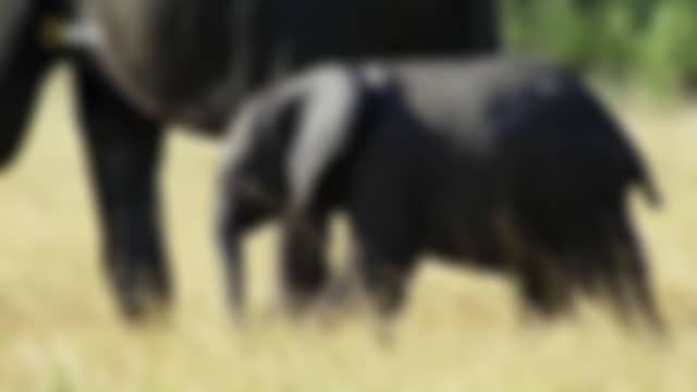 NAT GEO WILD tal como está en el aire ahora mismo