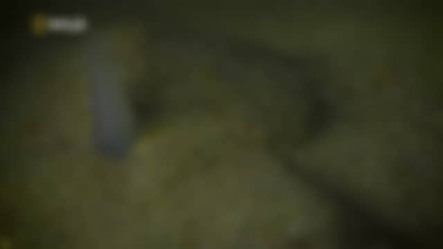 NATIONAL GEOGRAPHIC WILD tal como está en el aire ahora mismo