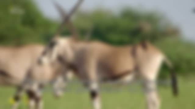 NAT GEO WILD tel qu’il est diffusé en ce moment